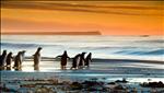 Gentoo Penguins at Sunrise